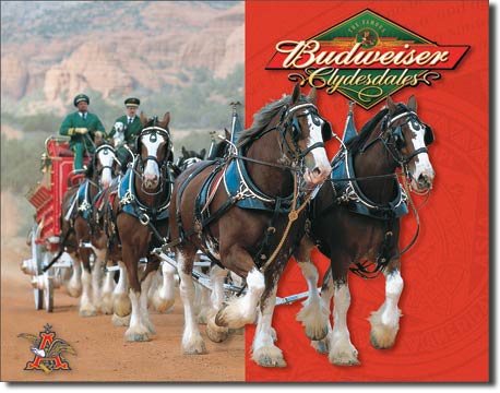 1281 - Bud Clydesdales